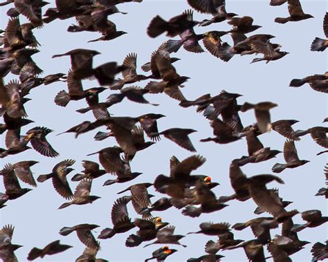 Exploring Nature in NC: Grackle Migration 2014