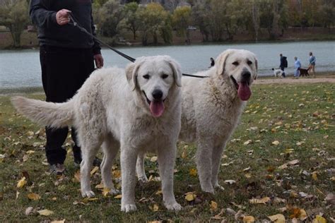 Kuvasz Information & Dog Breed Facts | Dogell.com