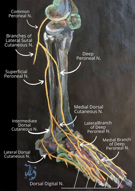 Superficial Peroneal Nerve Cadaver