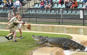 Saltwater Crocodile - Australia Zoo