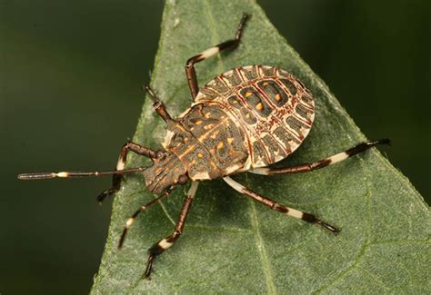 Interested in monitoring for brown marmorated stink bug? Traps are available | The Grower
