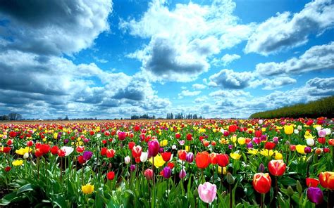 Tulip Garden In Springtime, red, yellow, bonito, sky, clouds, green, purple, HD wallpaper | Peakpx