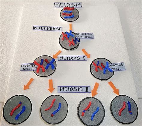 18 Unique And Hands-On Meiosis Activities - Teaching Expertise