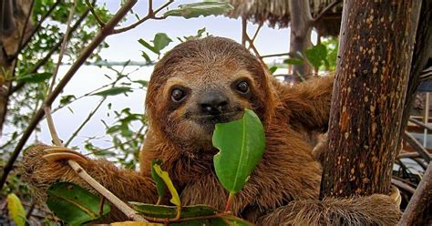 International Sloth Day | The Great Projects