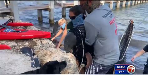 Infant manatee rescued from rocks in Islamorada - WSVN 7News | Miami ...