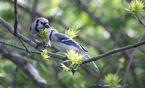 Blue Jay feeding in our back garden! | Christian photography, Blue jay ...