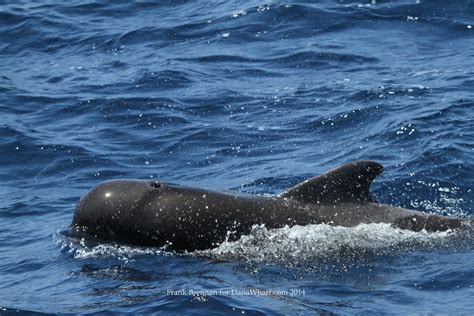 Pilot whale sighting caught off the O.C. Coast – The Log