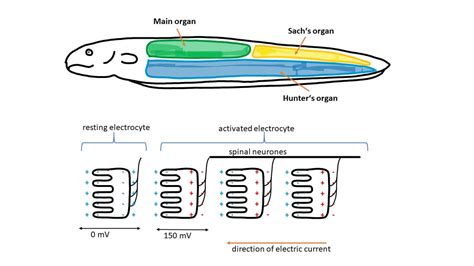 Biomimetic potential of electric eels - Blogionik