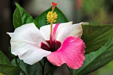 Hibiscus diseases: characteristics and pests - Global Gardening Secrets