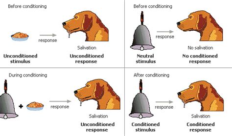 Pavlov's Dogs - Top 5 Famous Experiments in Psychology