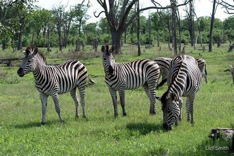 "Zebra Herd" by LizFSmith | Redbubble