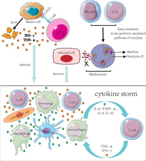 do b cells make cytokines