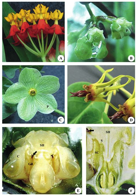 Flowers of Asclepiadoideae. (A) Asclepias curassavica L. (B) Peplonia ...