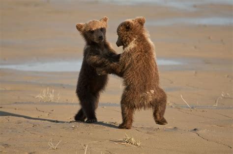 Dancing Bear Cubs : r/photoshopbattles