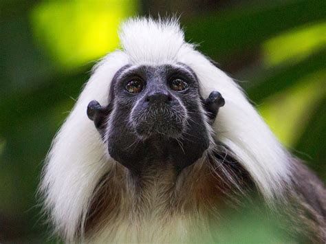 11 Awesome Native Animals From Colombia You Need to Know