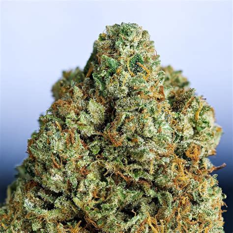 Here's everything you need to know about OG Kush | Grow