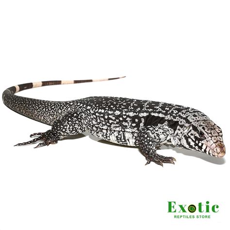 Anery Snowmaker Tegu - Exotic Reptiles Store