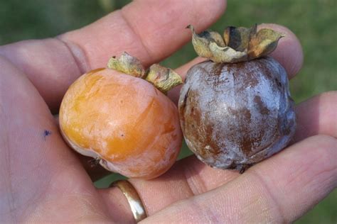 Diospyros virginiana (common persimmon): Go Botany