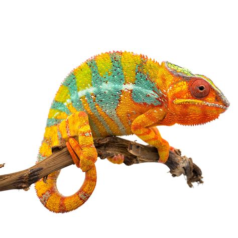 Petco Panther Chameleon: Tropical & Colorful Reptile Pet