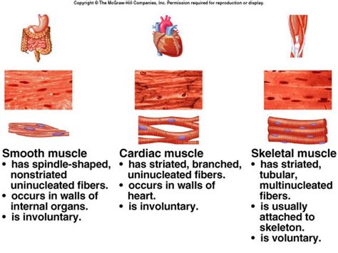 Explain the Different Types of Muscles and Their Functions - Clare-has-Ward