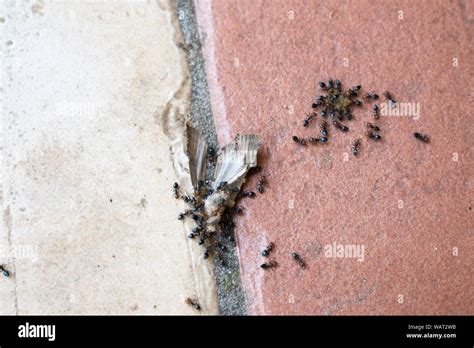 Bugs life (ants Stock Photo - Alamy