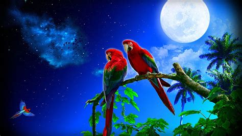 Free download | HD wallpaper: Scarlet Macaw Papagalli A Wonderful Pair Of Art Photography ...