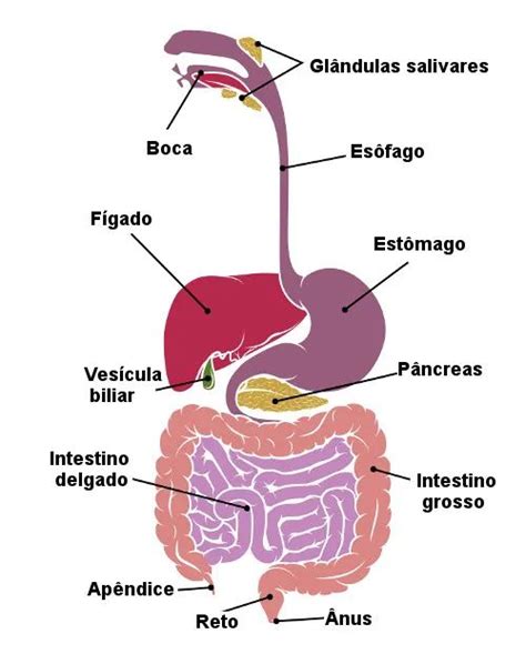 Sistema digestório: funções, órgãos, resumo - Mundo Educação | Sistemas do corpo humano ...