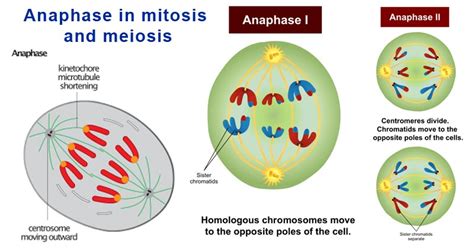 Anaphase in Mitosis and Meiosis (Anaphase I, II) - Microbe Notes