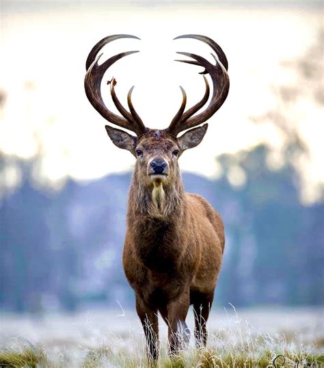 🔥 Majestic 12-point buck : r/NatureIsFuckingLit