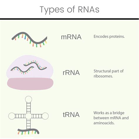 Plant RNA Extraction Overview: Methods, Tips, Steps and More | GoldBio