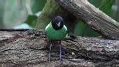 4k Nature Wildlife Footage Of Borneo Hooded Pitta On Rainforest Jungle ...
