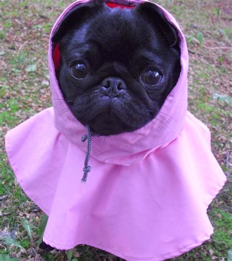 cute black pug in pink raincoat Girls Raincoat, Pink Raincoat, Hooded Raincoat, Black Pug ...