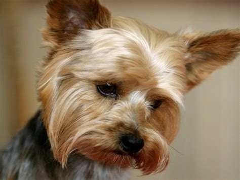 Yorkshire Terrier - Dogs Wallpaper (13248745) - Fanpop