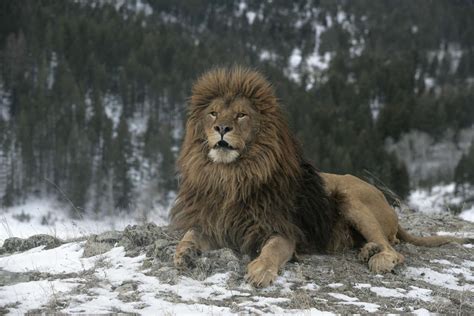 6 Types of Lions, Endangered and Extinct