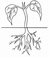 Bean Plant Life Cycle Coloring Page Pages sketch template