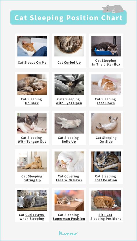 15+ Cat Sleeping Positions Guide: Common Patterns & Meanings - KATRIS