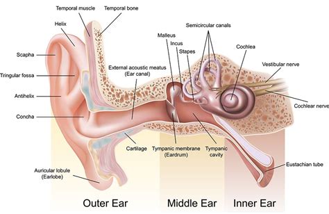 Anatomy of the ear | Anglia Ear Care Solutions