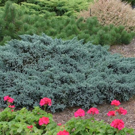 Juniperus - Blue Star Juniper - Sugar Creek Gardens