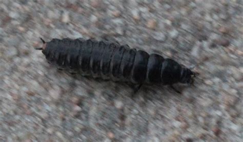 species identification - What is this black shelled insect found in ...