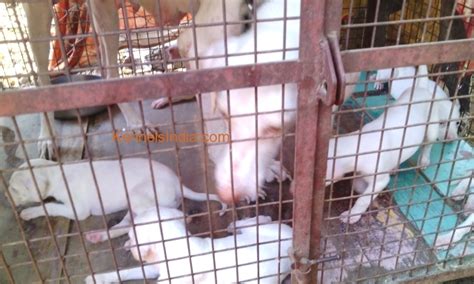 Rajapalayam Indian pure breed dog puppies for sale in Rajapalayam