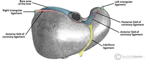 The Liver - Lobes - Ligaments - Vasculature - TeachMeAnatomy