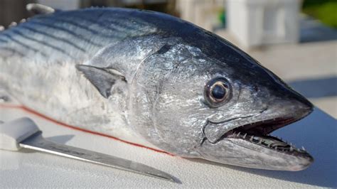 DEEP SEA Atlantic Bonito! Catch Clean Cook! (Pan Fried Piccata Recipe)