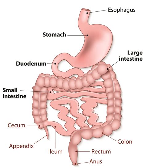 How Your Gastrointestinal Tract Works - MU Health Care