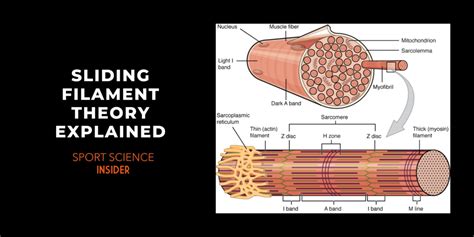 Sliding Filament Theory & Steps Explained – Sport Science Insider