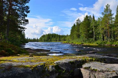 What Is The Taiga Biome? Discover Animals & Plants Of The Boreal Forest