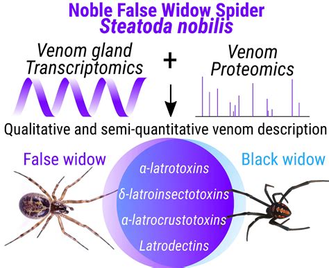 False Black Widow Spider Images