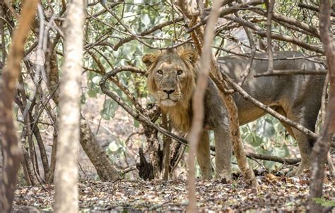 Gir National Park — Indian Wildlife Safaris