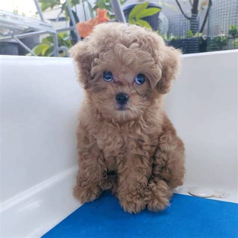 Toy Poodle Colors | Complete List of All Recognized Coat Colors