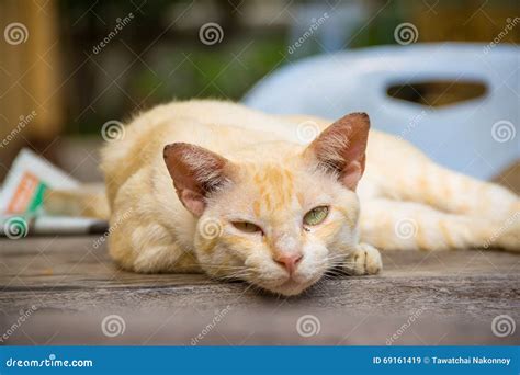 Old cat sleeping stock image. Image of safe, wedding - 69161419