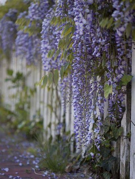 The Ultimate Guide to Pruning Wisteria: Tips and Techniques - TheArches